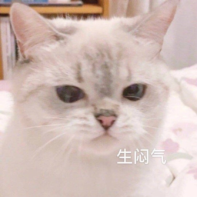 可爱猫猫表情包:不会真的没人有对象吧