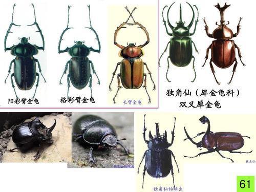 38年前宣告灭绝,标本就拍到20万元,这种形似屎壳郎的昆虫又增多