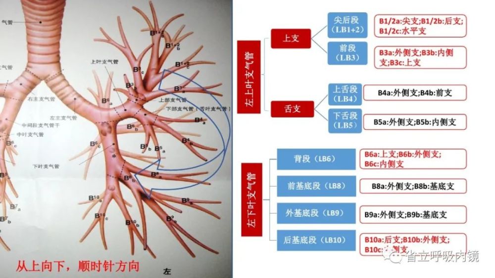 重温支气管树解剖示意图