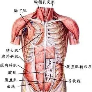 误区三:每个人都可以练出8块腹肌