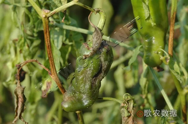 辣椒疫病—果实发病症状