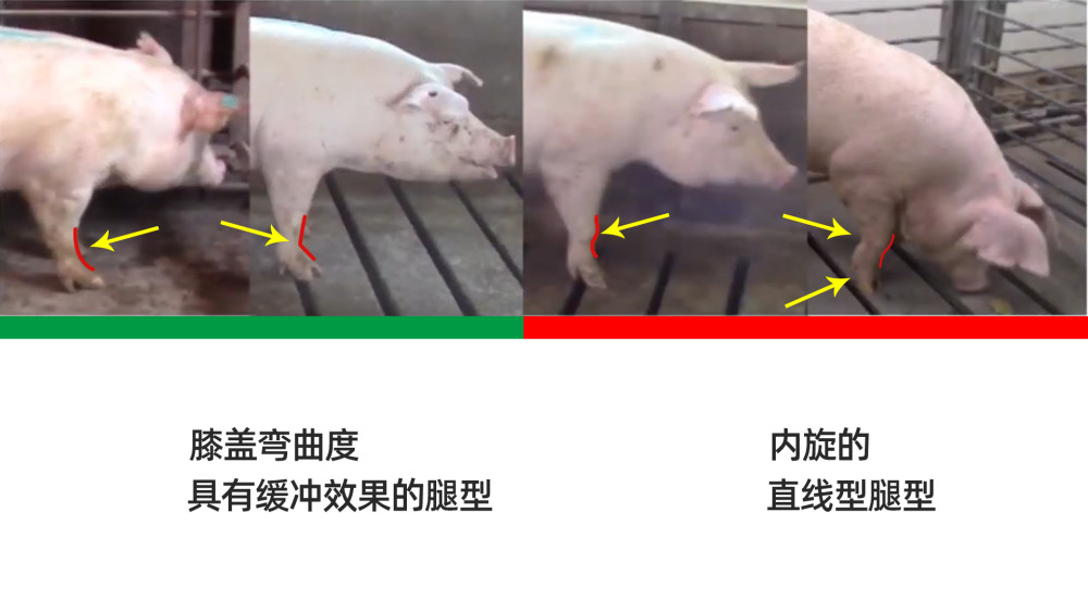 后备母猪理想型体格的挑选