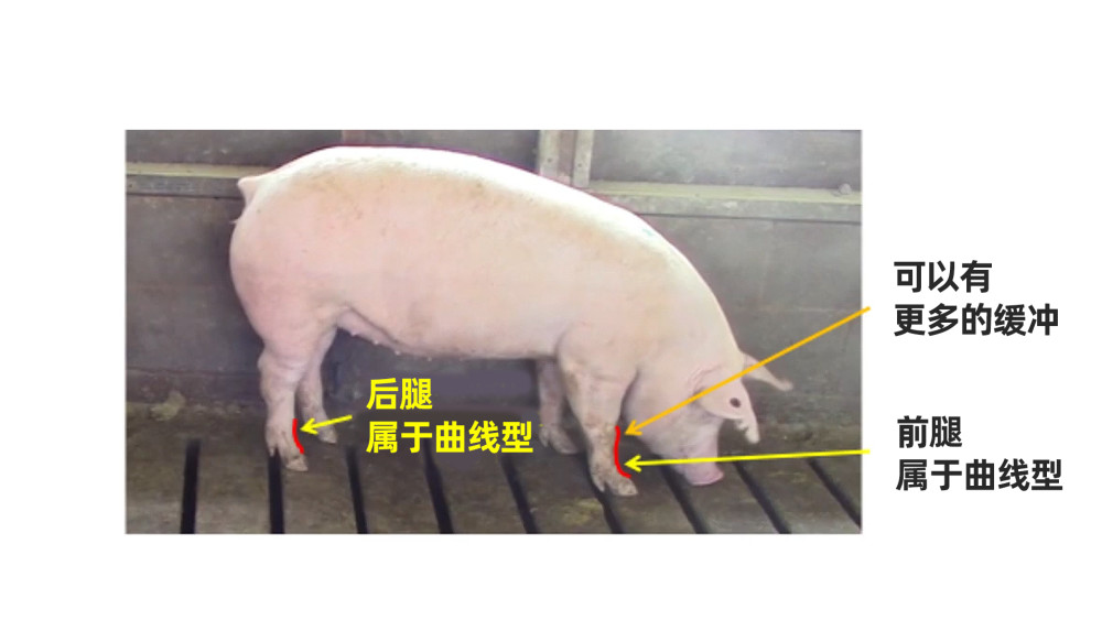 后备母猪理想型体格的挑选