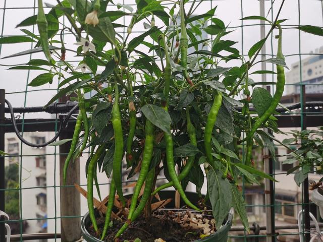 阳台种盆栽辣椒,记住几点,一棵长成辣椒树,丰收又美观
