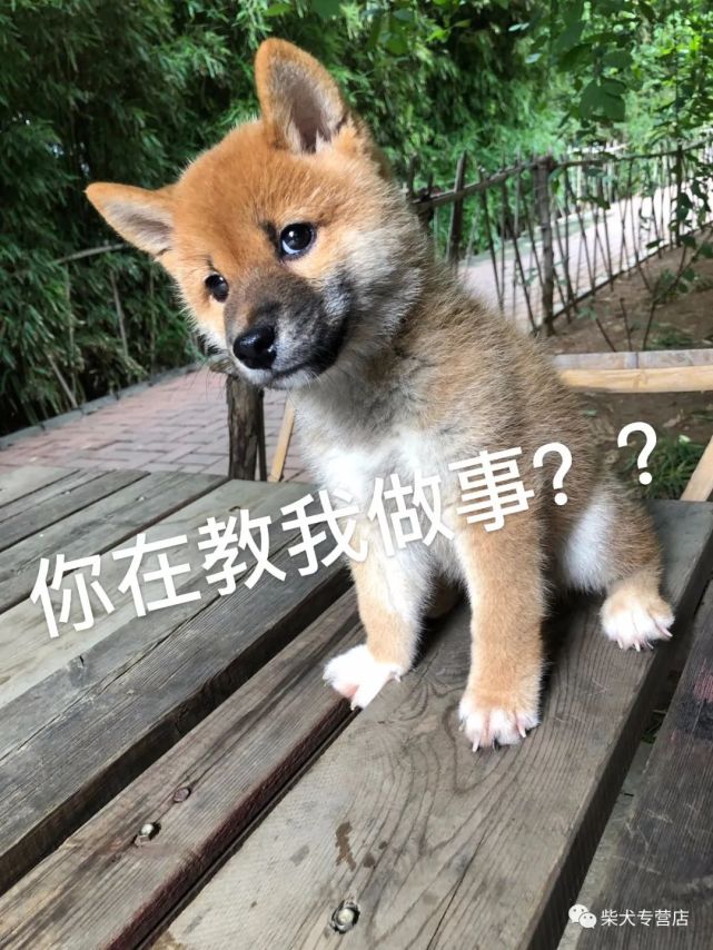 柴君贡献今日柴犬表情包