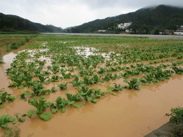 洪涝灾害严重对我国粮食安全影响大吗