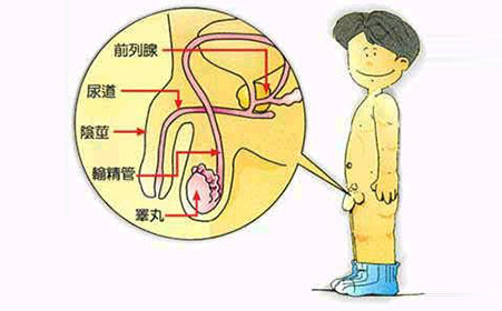 化验前列腺液挂什么科?