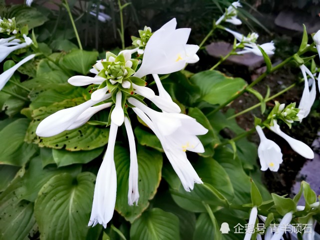 乡党家门口两边,各栽了几窝白玉簪,这几天正是开花时节.