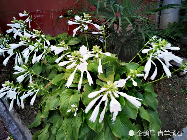 乡党家门口两边,各栽了几窝白玉簪,这几天正是开花时节.