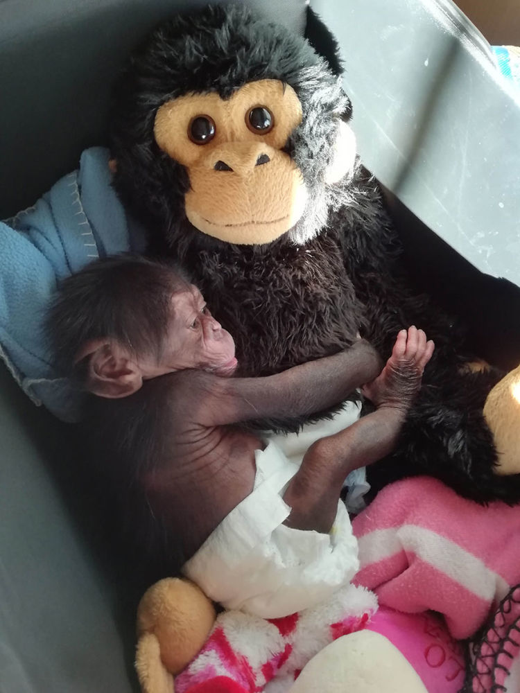 小猩猩吉布提在被妈妈抛弃后找到了一个新的家庭