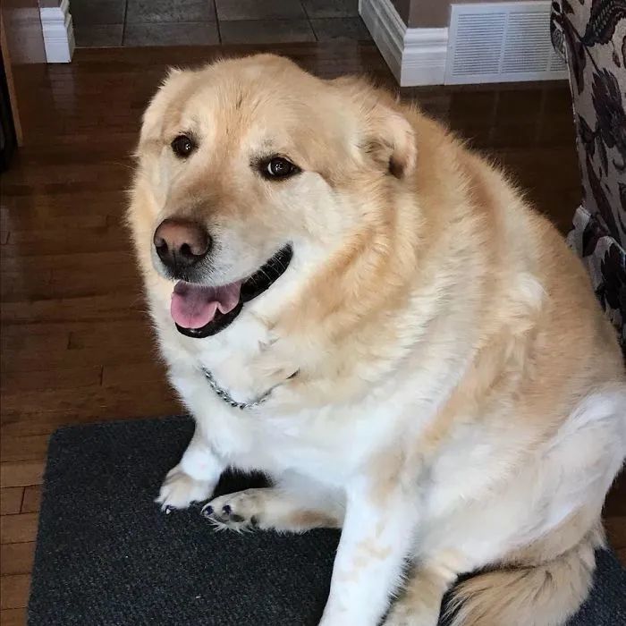 金毛犬因过度肥胖被遗弃,是什么让它重获新生?