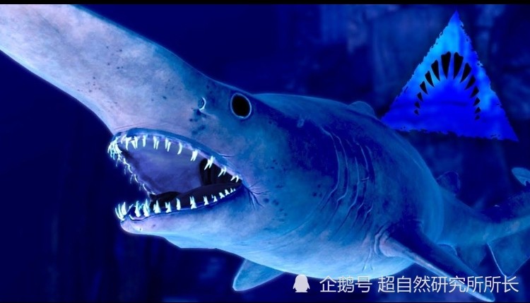 鲨,名字来源于一种长相怪异奇特的传说生物,哥布林,是一种深海鲨鱼