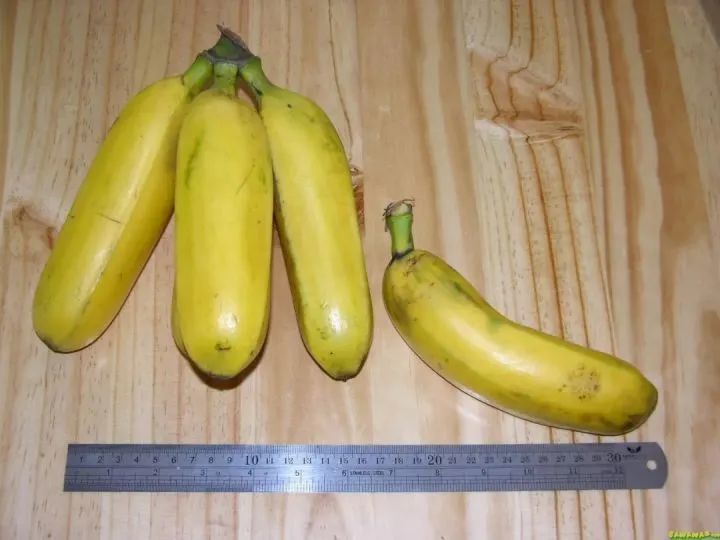 大米七香蕉的体形比现在的香蕉大很多, 更重要的是有浓烈的水果香味
