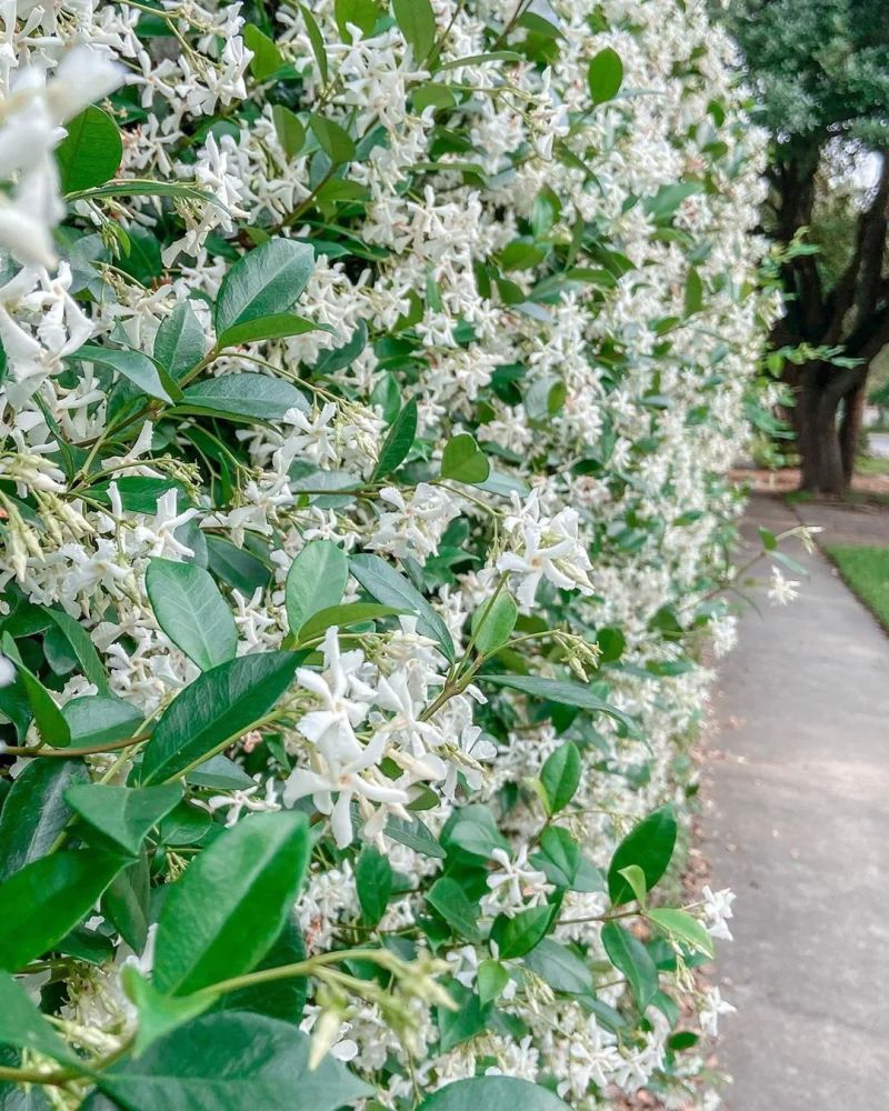 风车茉莉の植物档案