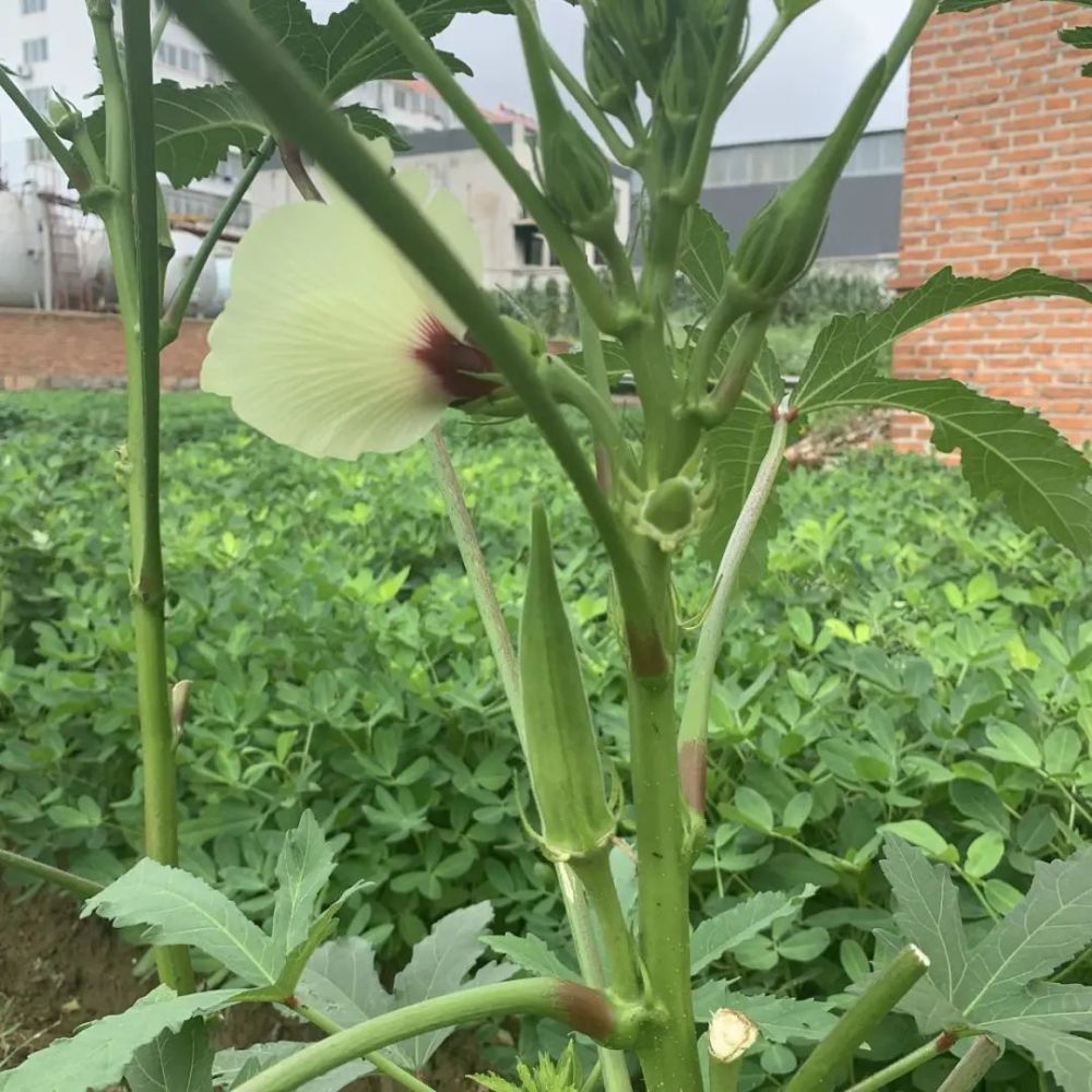 门口老大爷种的秋葵,第一次见到,可以生吃,1棵能结五六斤