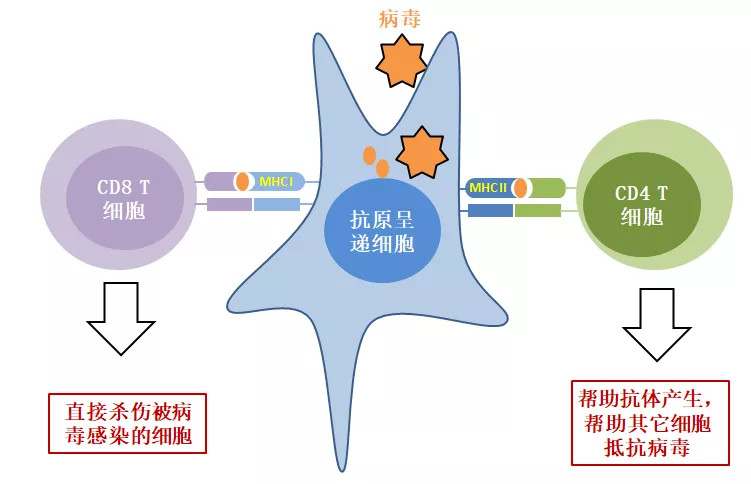 为了对付躲在细胞里的病毒,我们的免疫系统还有另外一个同样具有高度