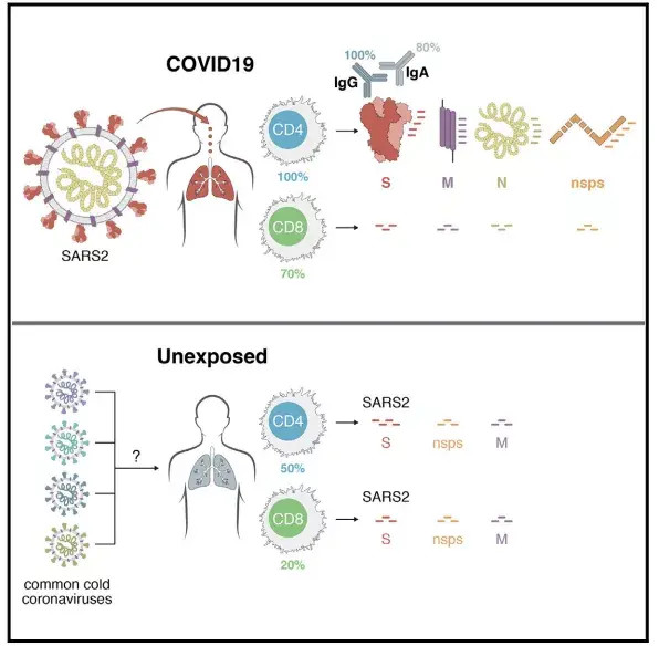 半数健康群体已有针对新冠病毒的t细胞意味着什么?