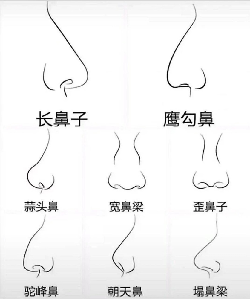 鼻子有不同的形状和特点.