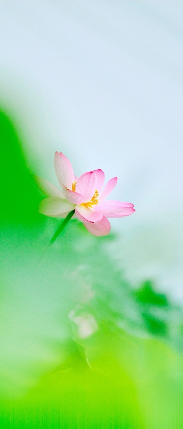 梦幻荷花,唯美意境,初秋美景,池塘莲花摄影