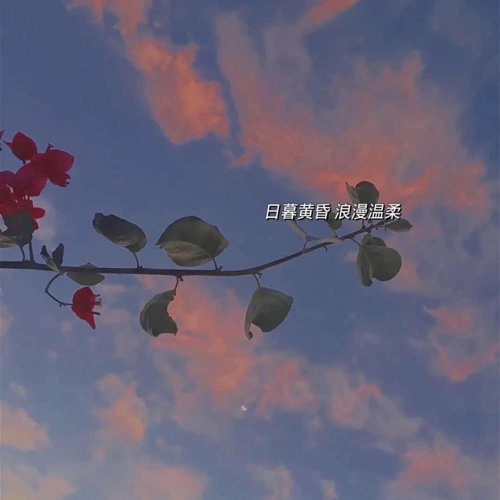 抖音超火的文案