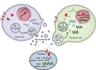 一文读懂生物界中的"快递小王子:间充质干细胞外泌体
