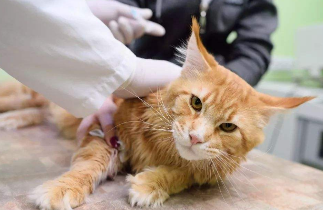 你以为的猫传腹?实际上的猫传腹