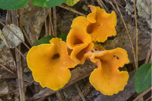 荒野维生野菜系列—芳香喇叭菌