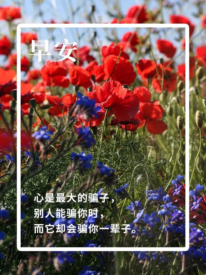 早安分享语录 早安心语一句话图片