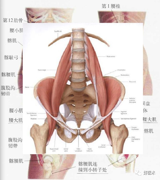 (1)髂腰肌-腰大肌相关解剖023)腰骶关节,关节突关节2)棘上韧带,棘间