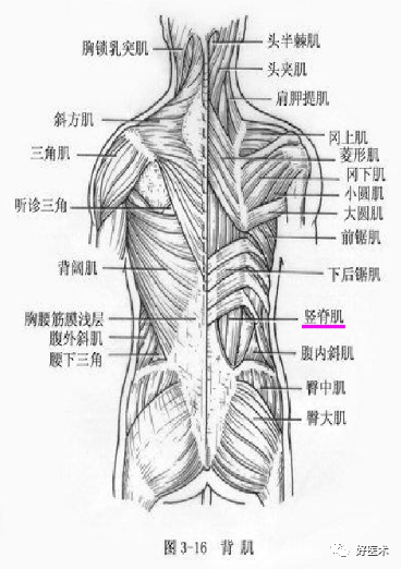 髂腰肌由髂肌和腰大肌组成,髂肌呈扇形,起自髂窝;腰大肌长形,起自腰椎