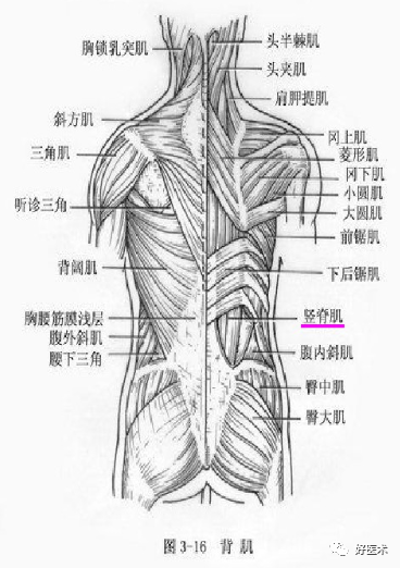 相关解剖 髂腰肌由髂肌和腰大肌组成,髂肌呈扇形,起自髂窝;腰大肌长