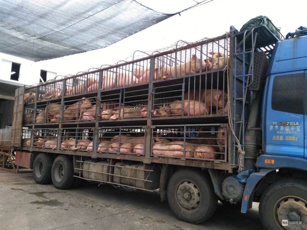 墨西哥二十吨运猪车侧翻,村民蜂拥而至在大马路上抢猪