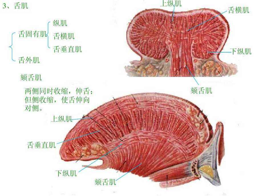 内部了,就是组成我们舌头的一组肌肉了,由舌上纵肌,舌下纵肌,舌横肌