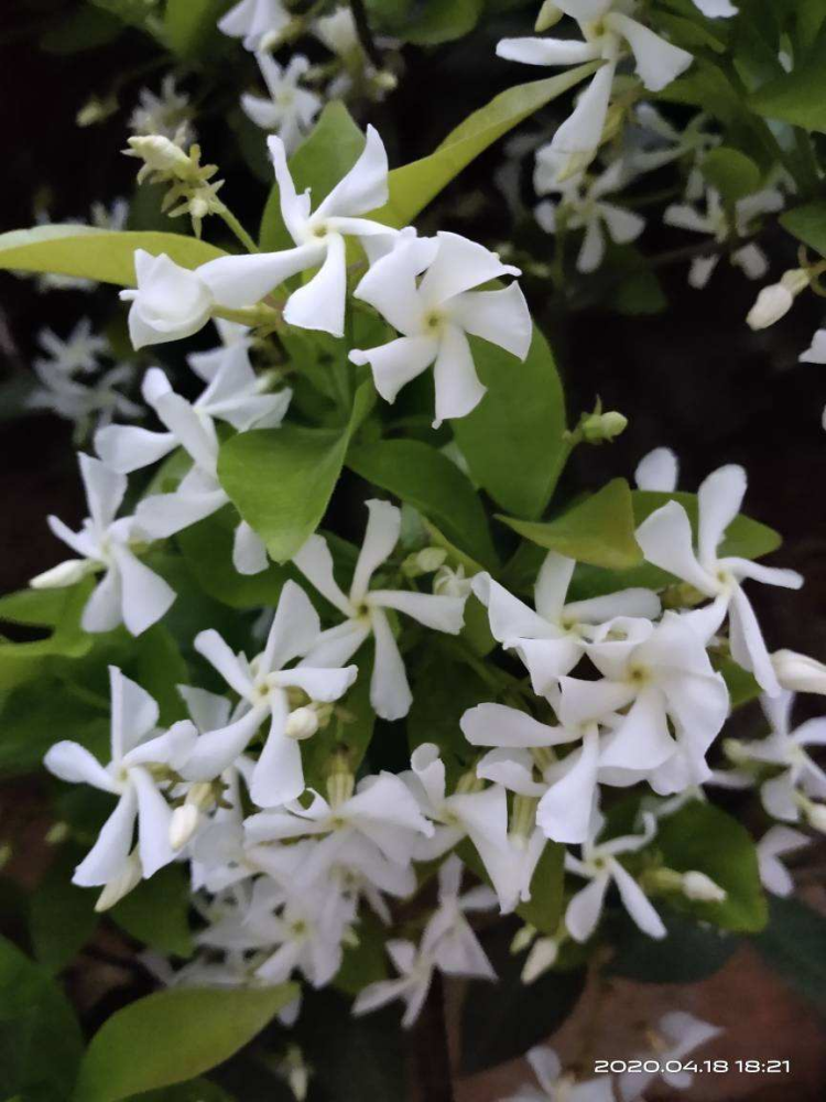 花墙中的"爬藤高手",开花像个风车,原来叫做风车茉莉