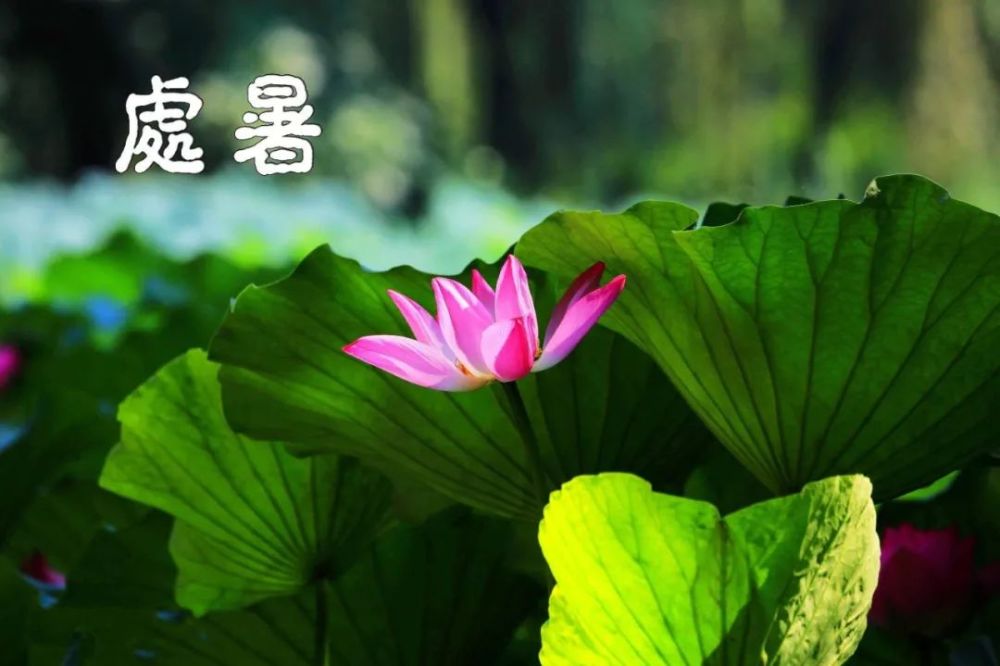 2020处暑祝福语精选大全,处暑发朋友圈图片一句话!