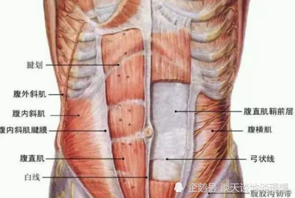 科学家证实:人类竟然是从海洋生物进化来的?腹肌或是证据