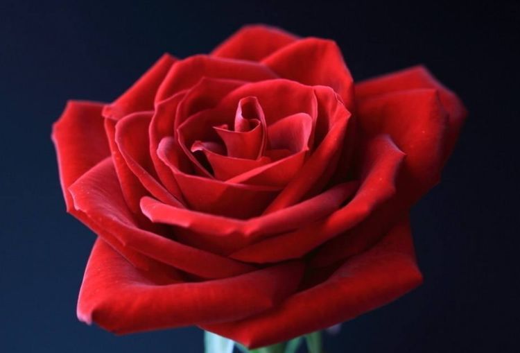 灵签占卜:选择一朵玫瑰花,测你最近有什么好事发生!