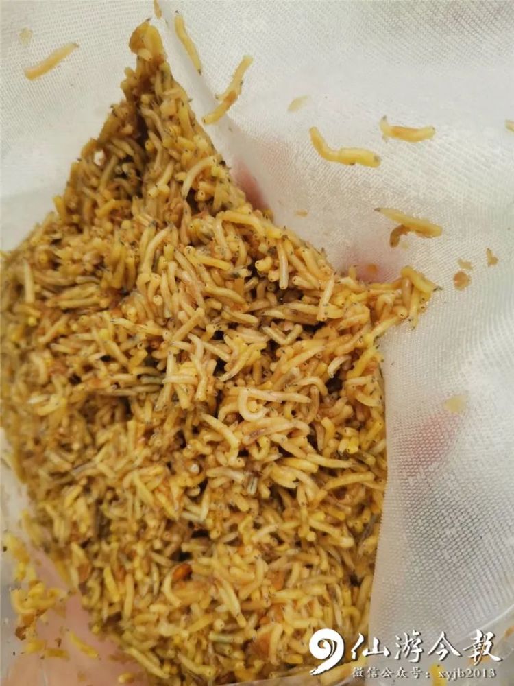 仙游这个90后大学生,竟然养殖苍蝇蛆虫