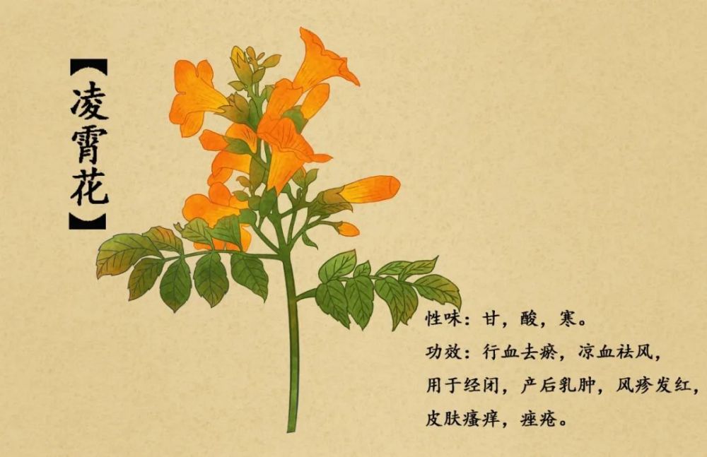 (凌霄花,以花入药,行血去瘀,凉血祛风)