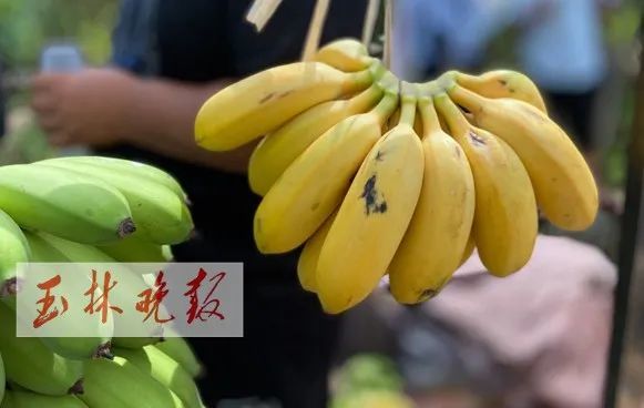玉林市兴业县各乡镇经济总量_玉林市兴业县新忠村(2)