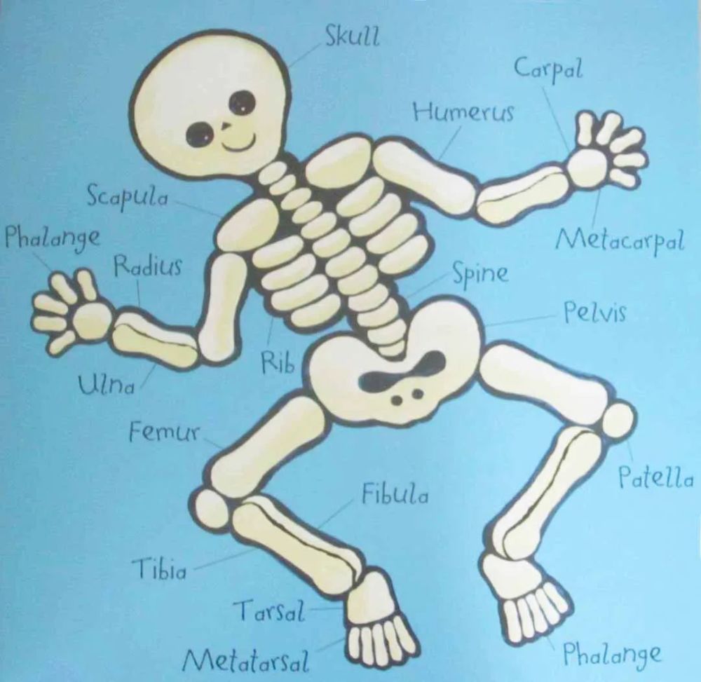 【有声绘本故事《dry bones》干枯的骨头