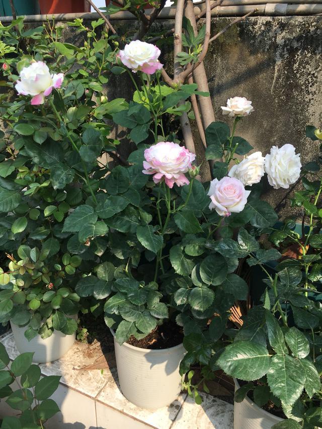 六翼天使优秀的盆栽月季花又美又香四季都开花阳台也能养