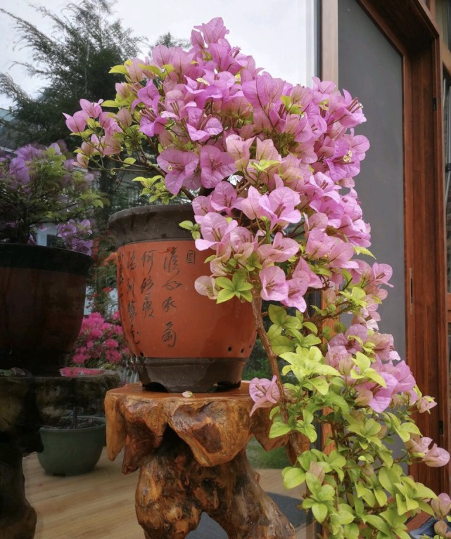 养三角梅不开花?推荐1个品种,一年能开3次花,好养又
