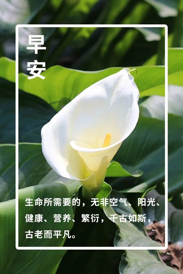 早安心语最新图片 早安心语一句话