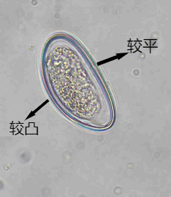 各类寄生虫卵高清图集