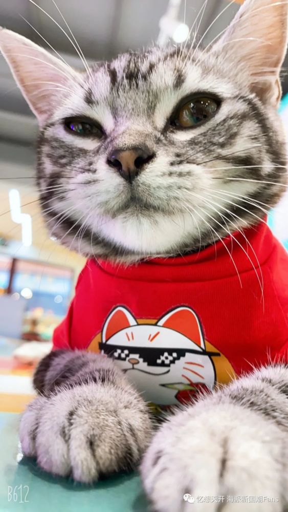镇店萌猫酒酒驾到