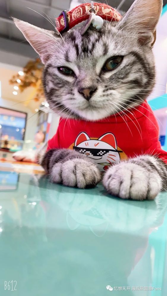 镇店萌猫酒酒驾到