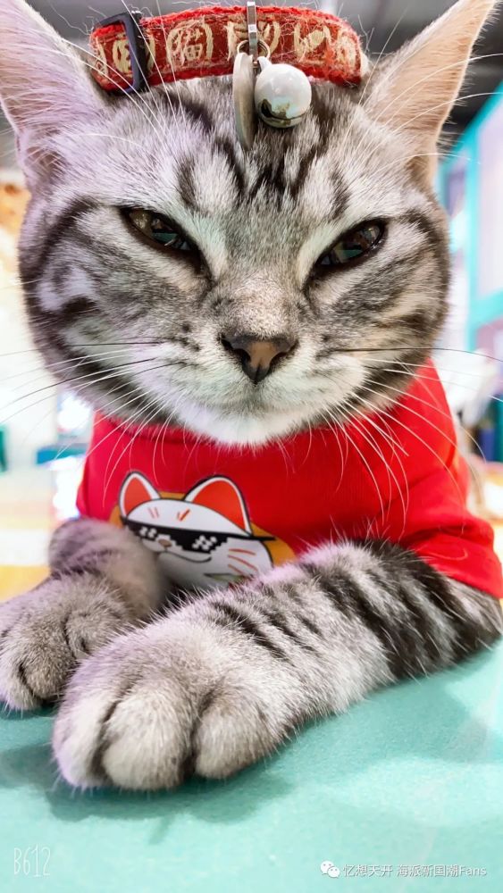 镇店萌猫酒酒驾到