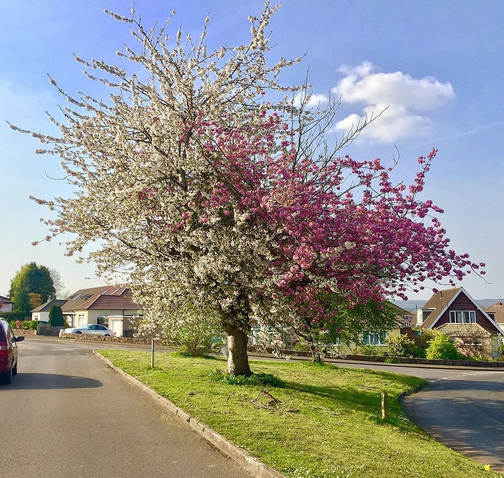 英国北萨默塞特郡backwell的草莓奶油树.