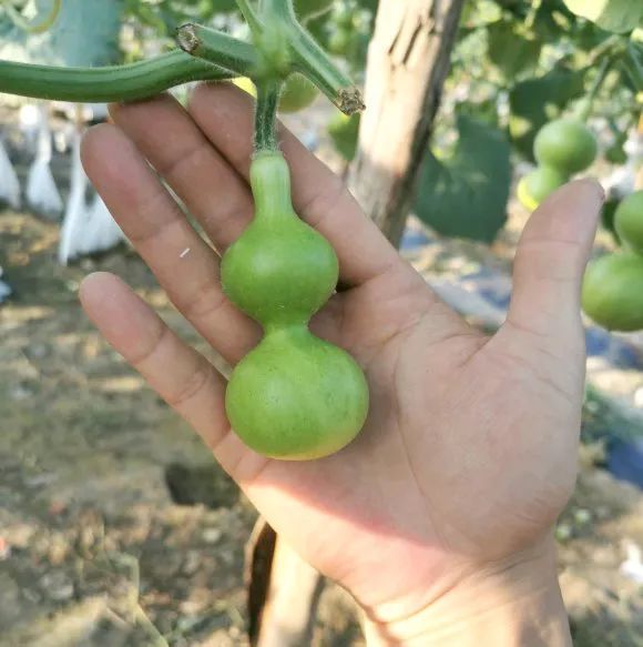 吊重物,被绳勒,坐网兜……这届葫芦太难了!